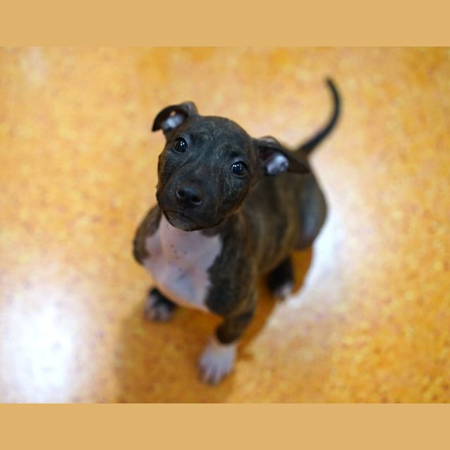 Photo of Poppet