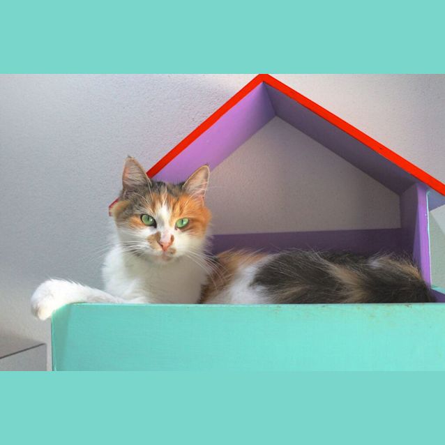 Photo of Penny