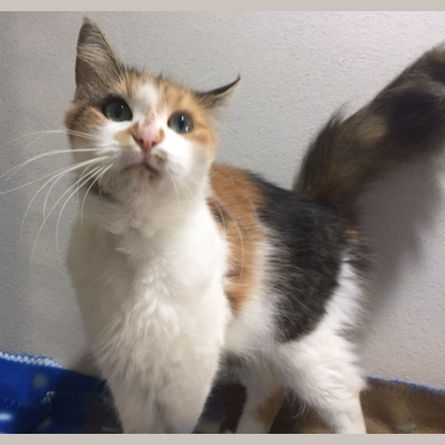 Photo of Penny