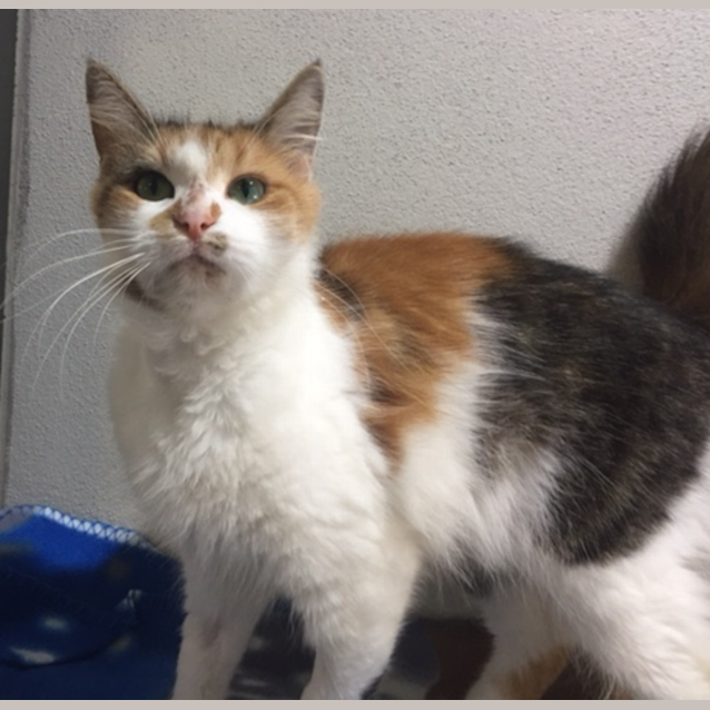 Photo of Penny