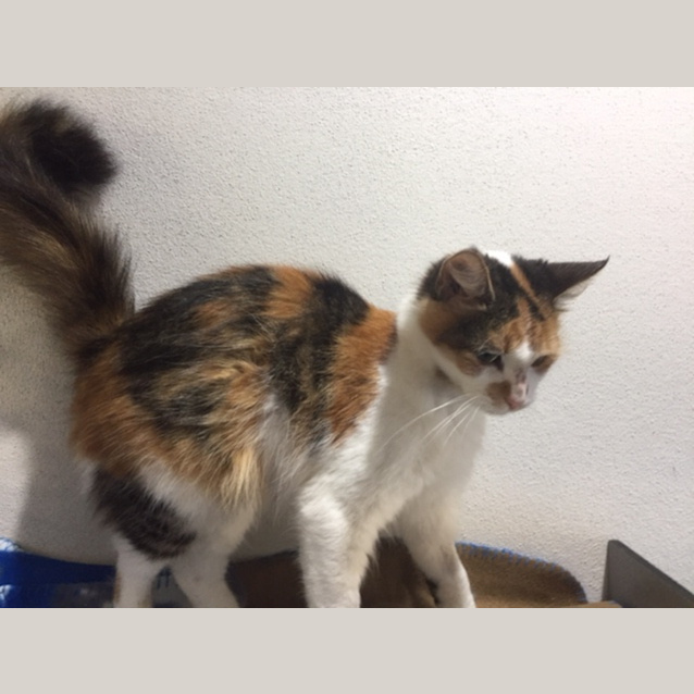 Photo of Penny