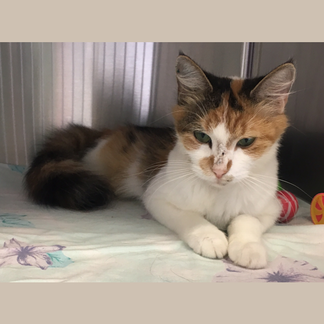 Photo of Penny