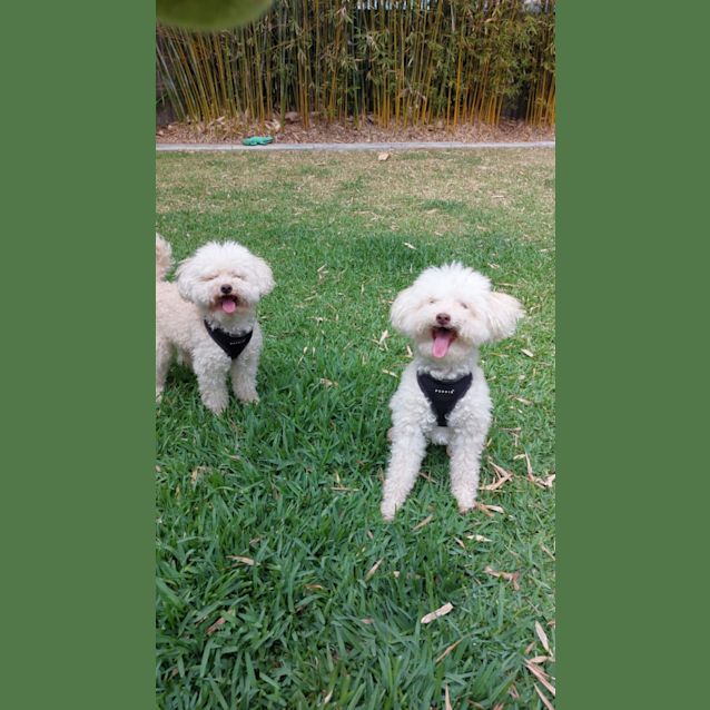 Photo of Coco And Cookie 