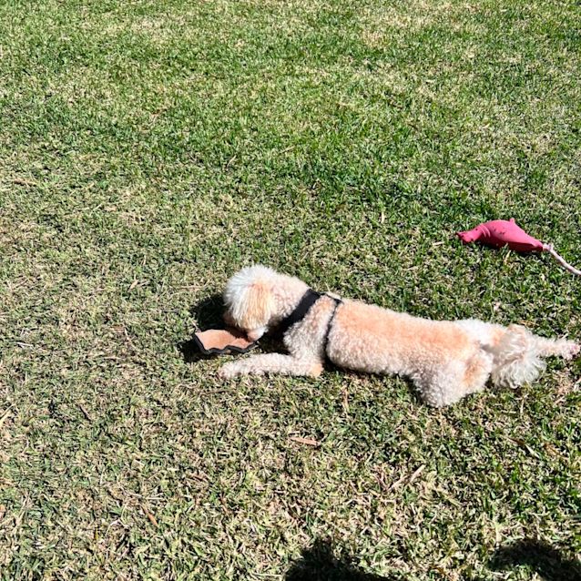 Photo of Coco And Cookie 