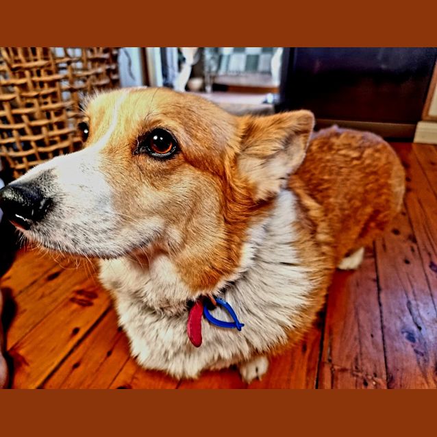 Photo of Marigold