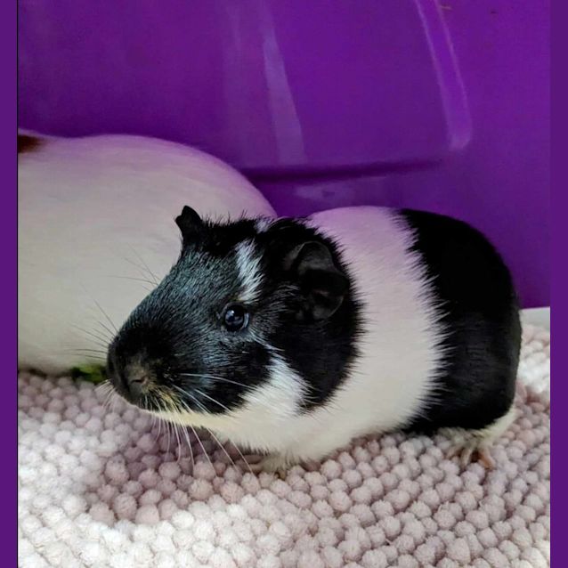 Photo of 🐹May And Daisy🐹