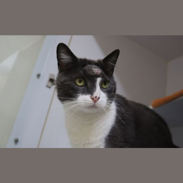 Photo of Fettuccine