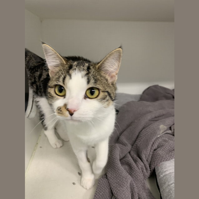 Photo of Speckle