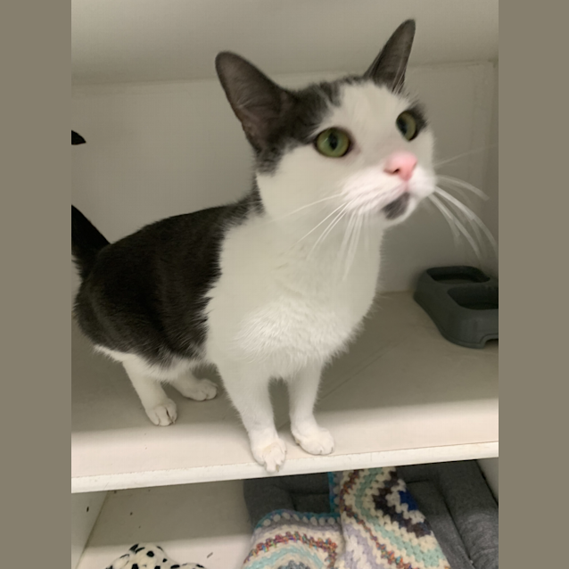 Photo of Oreo