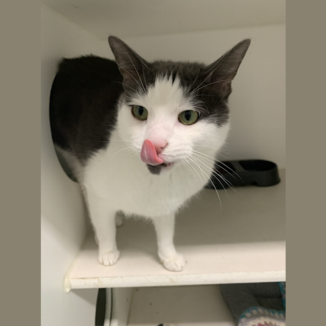 Photo of Oreo