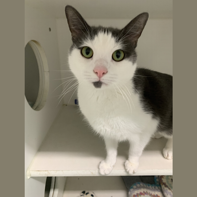 Photo of Oreo