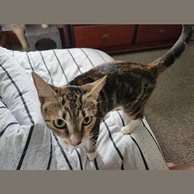 Photo of Nova