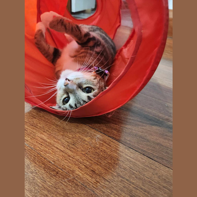 Photo of Nova