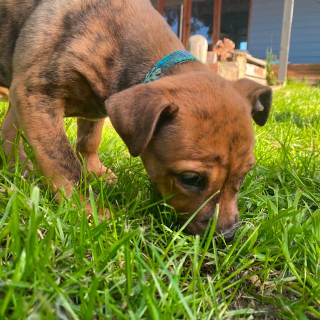 Photo of Pepper