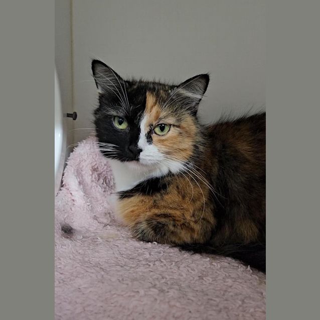 Photo of Luna