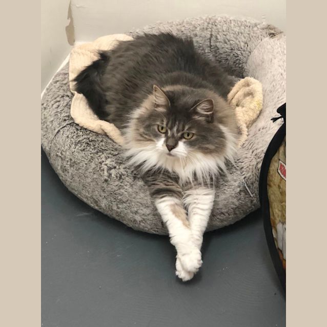 Photo of Bella Meet Me At Petstock Hastings Store