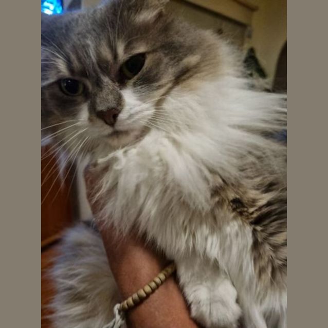 Photo of Bella Meet Me At Petstock Hastings Store