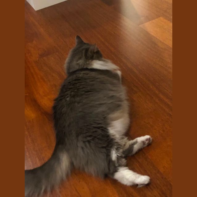 Photo of Bella Meet Me At Petstock Hastings Store