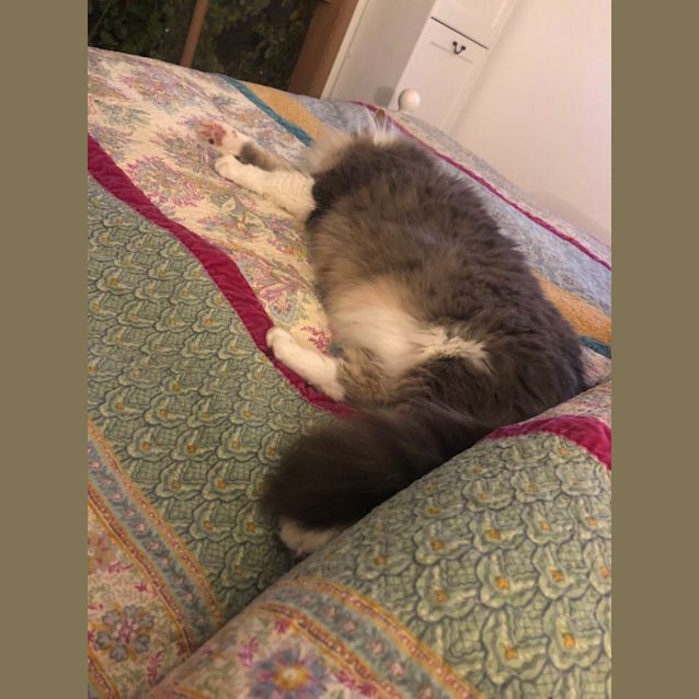 Photo of Bella Meet Me At Petstock Hastings Store