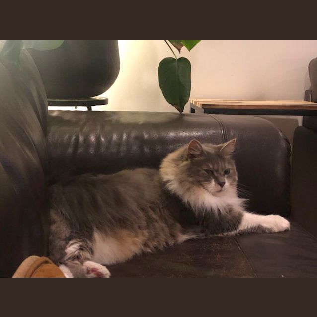 Photo of Bella Meet Me At Petstock Hastings Store