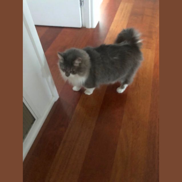 Photo of Bella Meet Me At Petstock Hastings Store