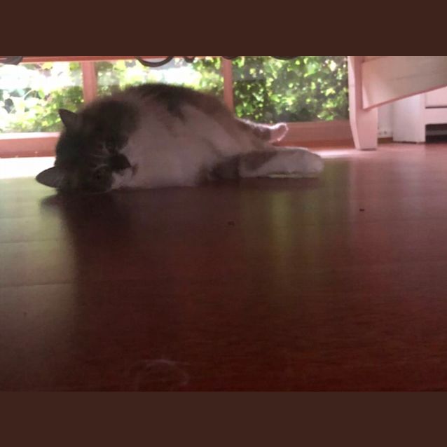 Photo of Bella Meet Me At Petstock Hastings Store