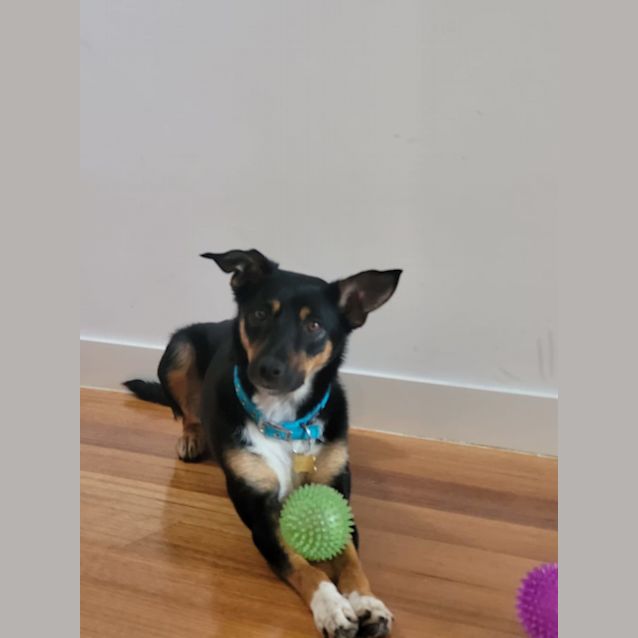 Photo of Canela