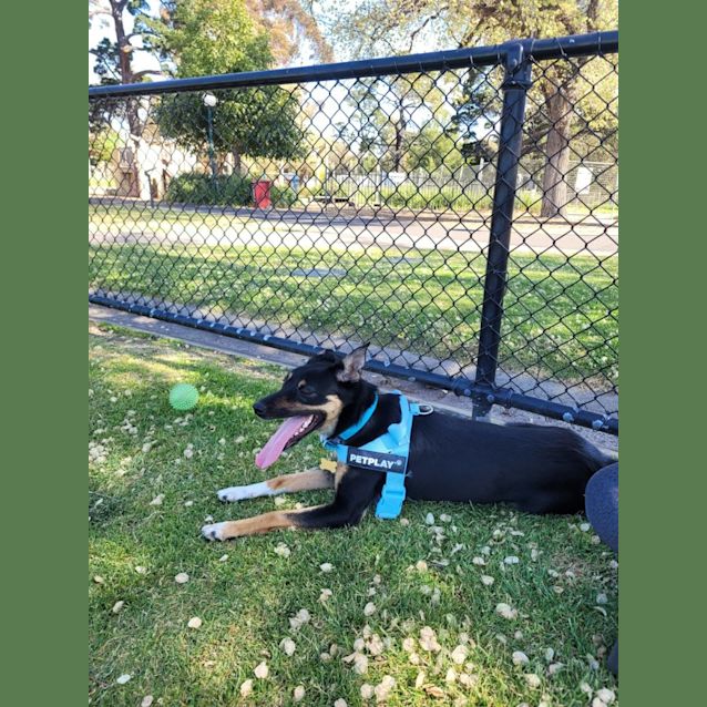 Photo of Canela
