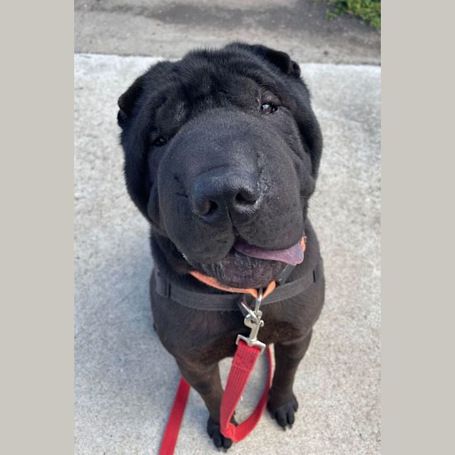 Photo of Hank