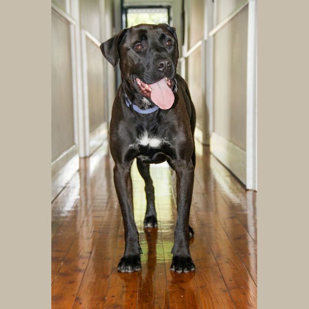 Photo of Scooby   4 Year Old Mixed Breed (Trial)