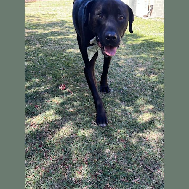 Photo of Scooby   4 Year Old Mixed Breed (Trial)