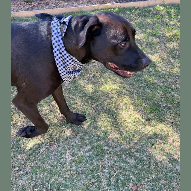 Photo of Scooby   4 Year Old Mixed Breed (Trial)