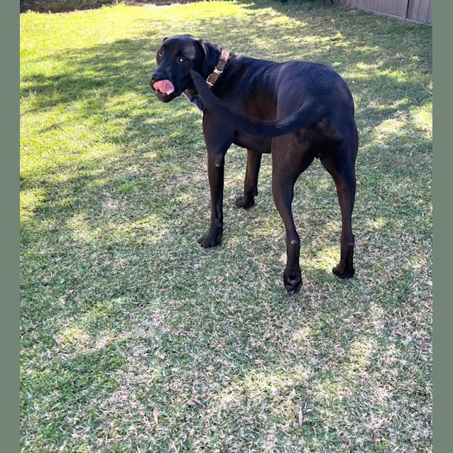 Photo of Scooby   4 Year Old Mixed Breed (Trial)