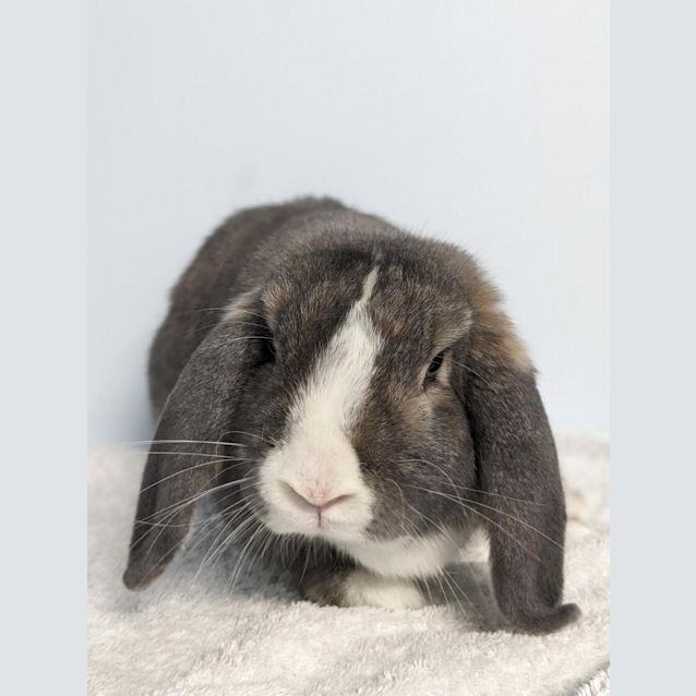 Photo of Buddy