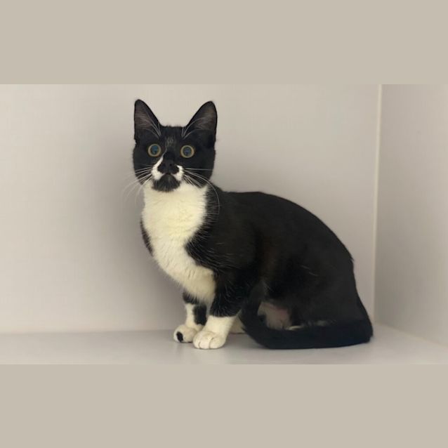 Photo of Luna