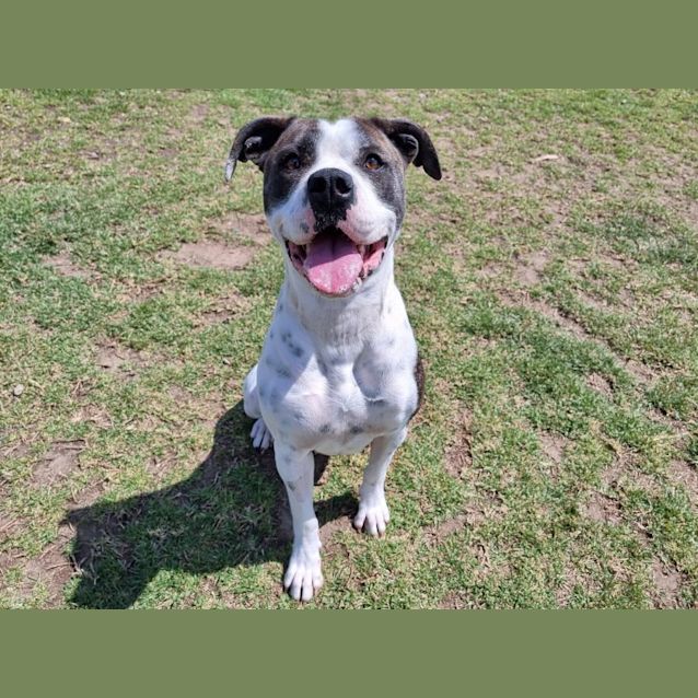 Photo of Panda Imp 1362