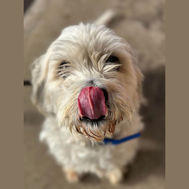 Photo of Bentley