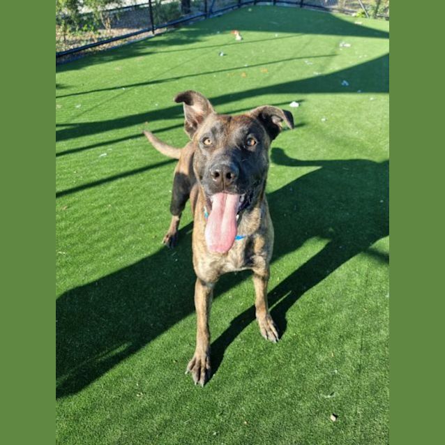 Photo of Munchkin Imp 1188