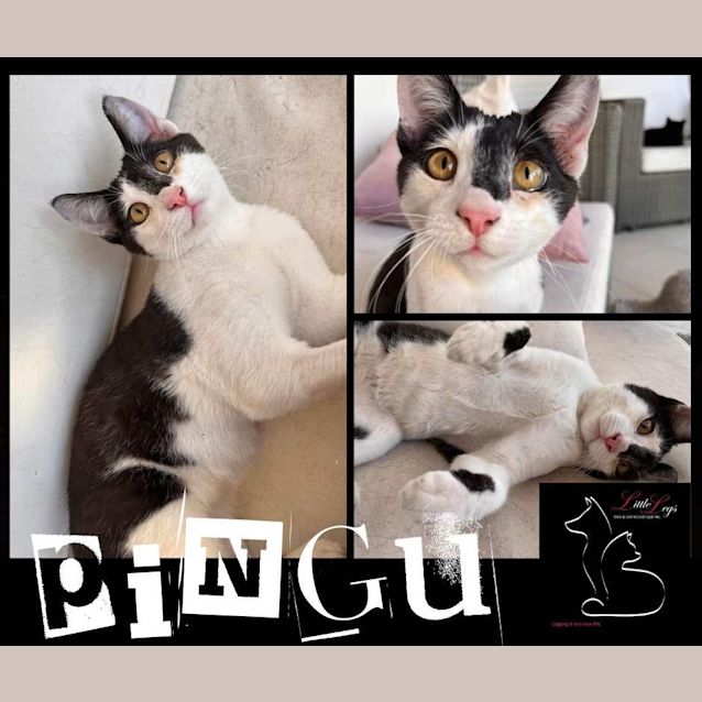 Photo of Pingu