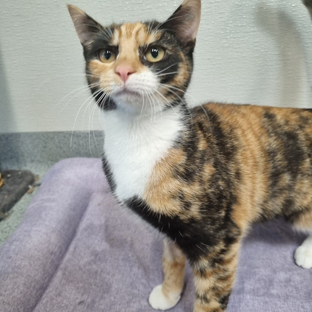 Photo of Penny