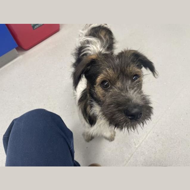 Photo of Scruffy (1540)