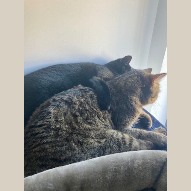 Photo of Inky And Mouse