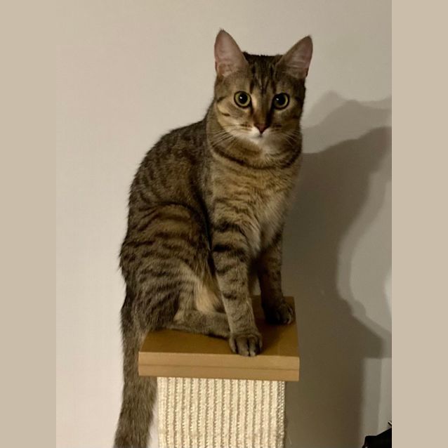 Photo of Inky And Mouse