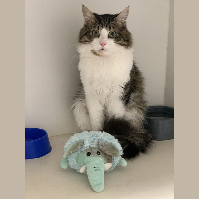 Photo of Buzz