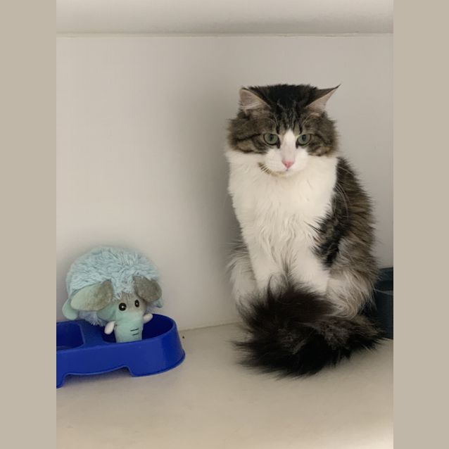 Photo of Buzz