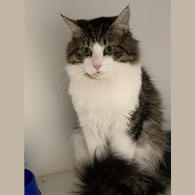 Photo of Buzz