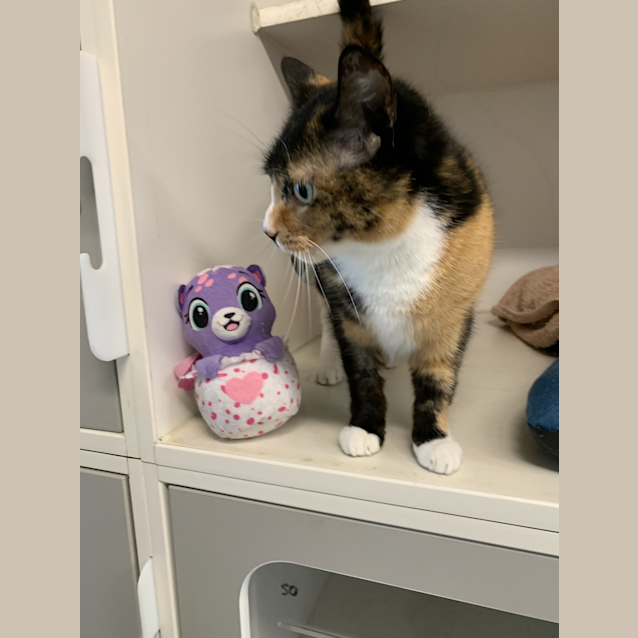 Photo of Candy