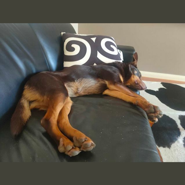 Photo of Bisco