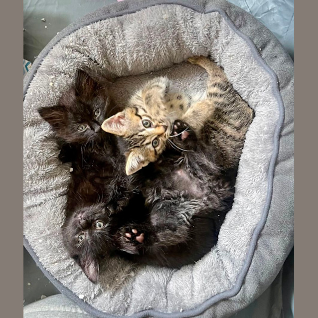 Photo of Super Cute Kittens!