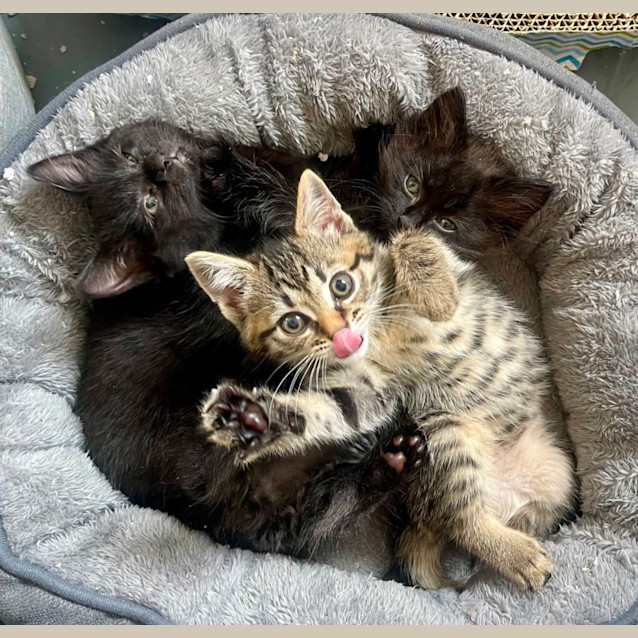 Photo of Super Cute Kittens!